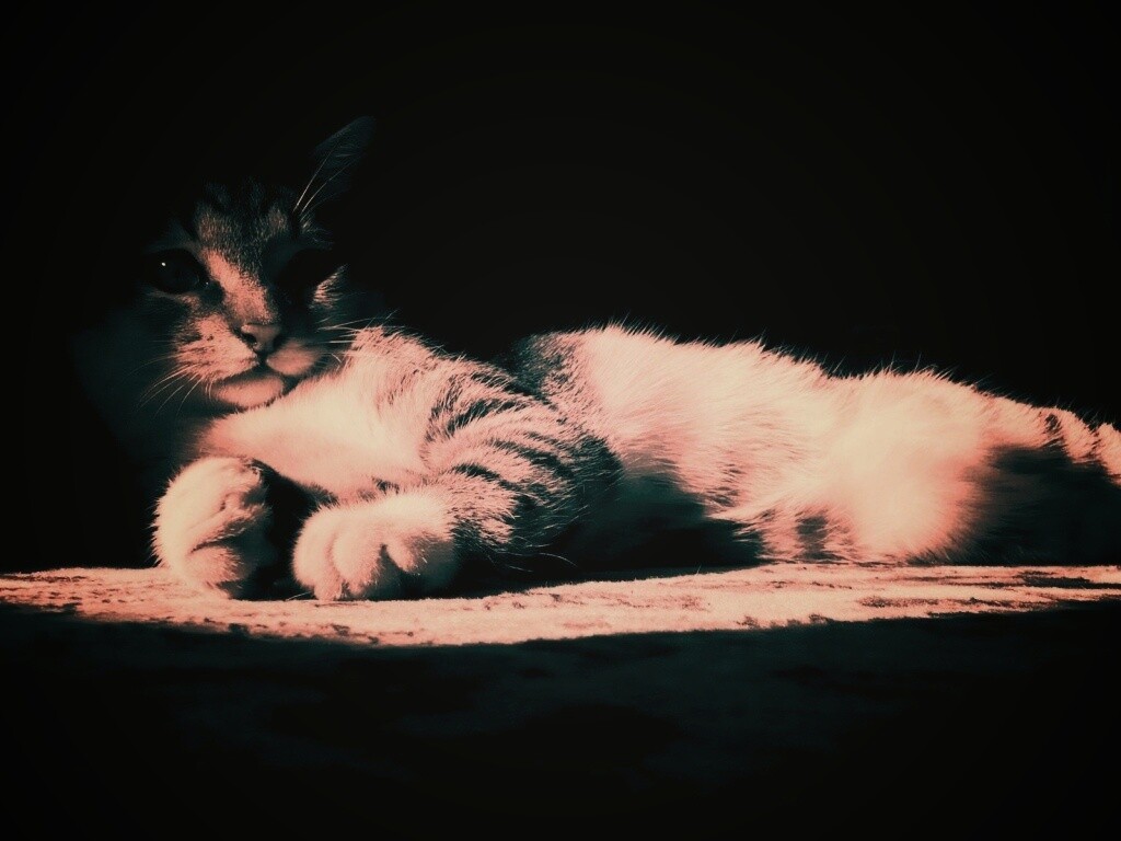 Котик в тени обои
