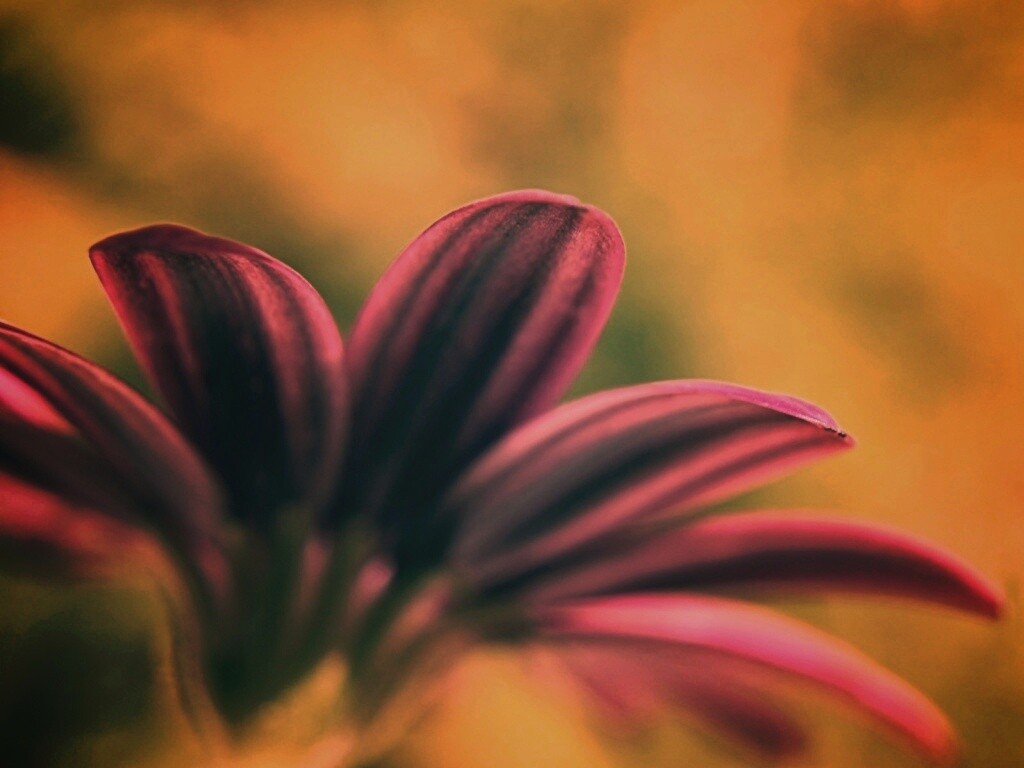 Макро фото цветка обои