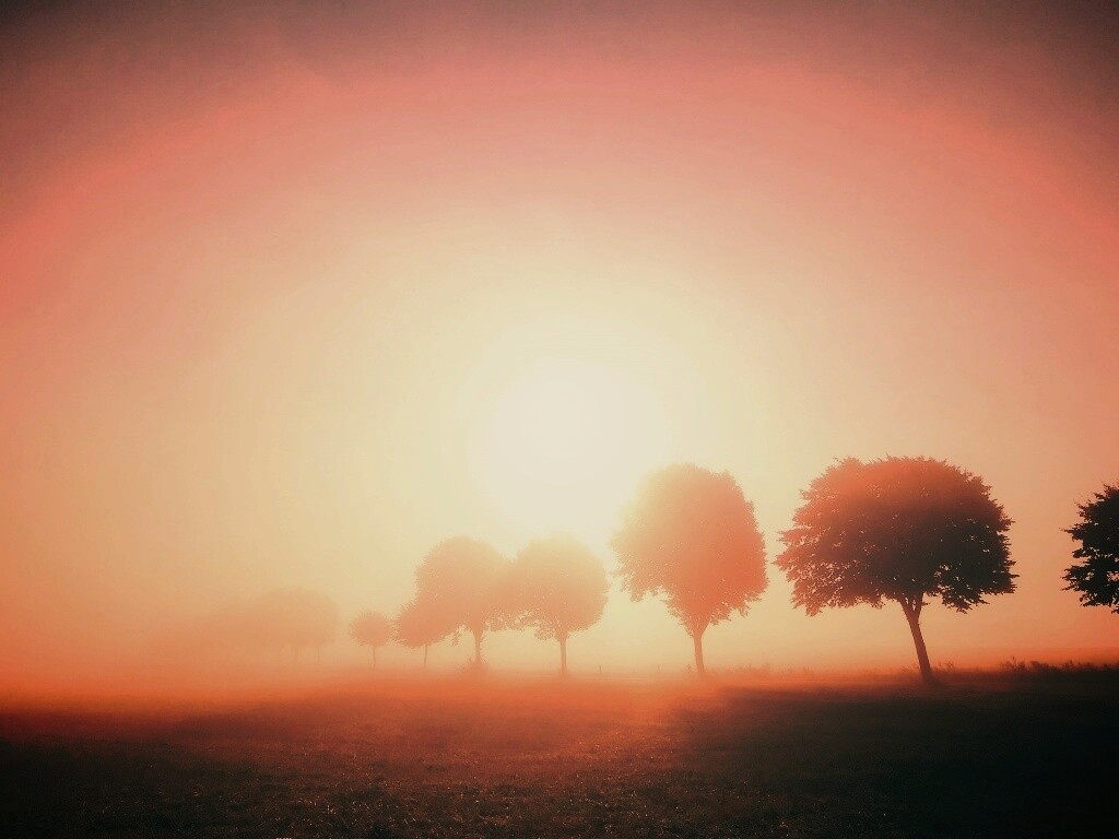 Деревья в поле обои