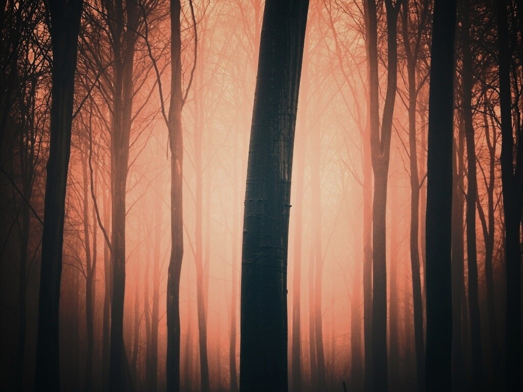 Туман в лесу обои