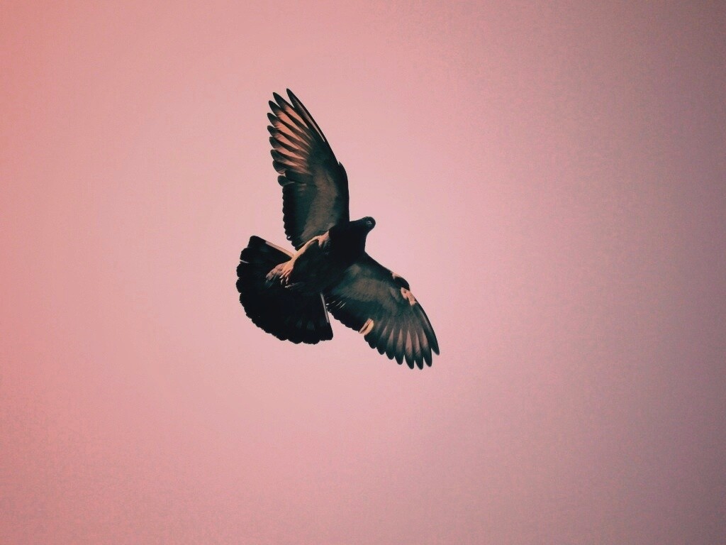 Голубь в полёте обои