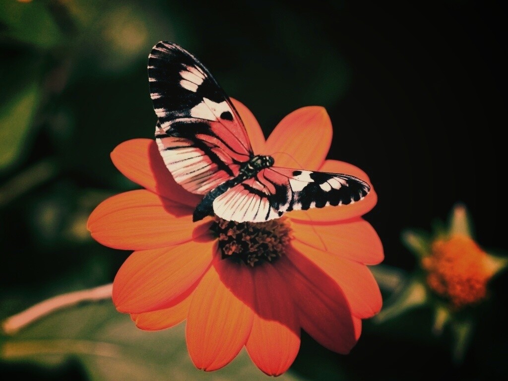 Бабочка на цветке обои