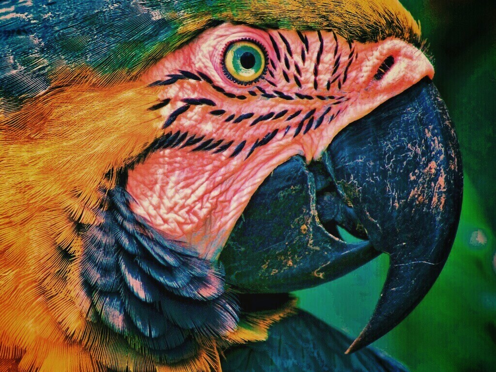 Попугай обои