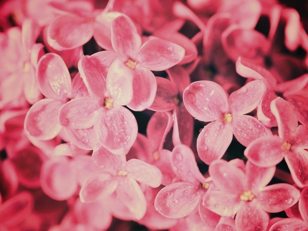 Цветы сирени обои