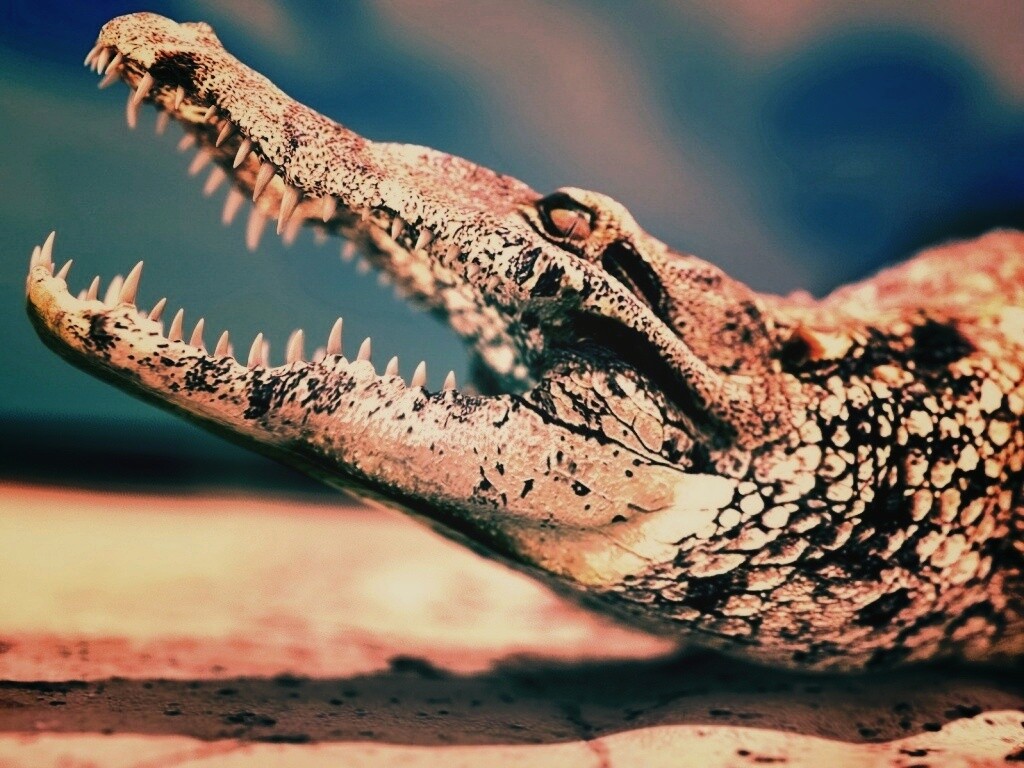 Крокодил разинул пасть обои