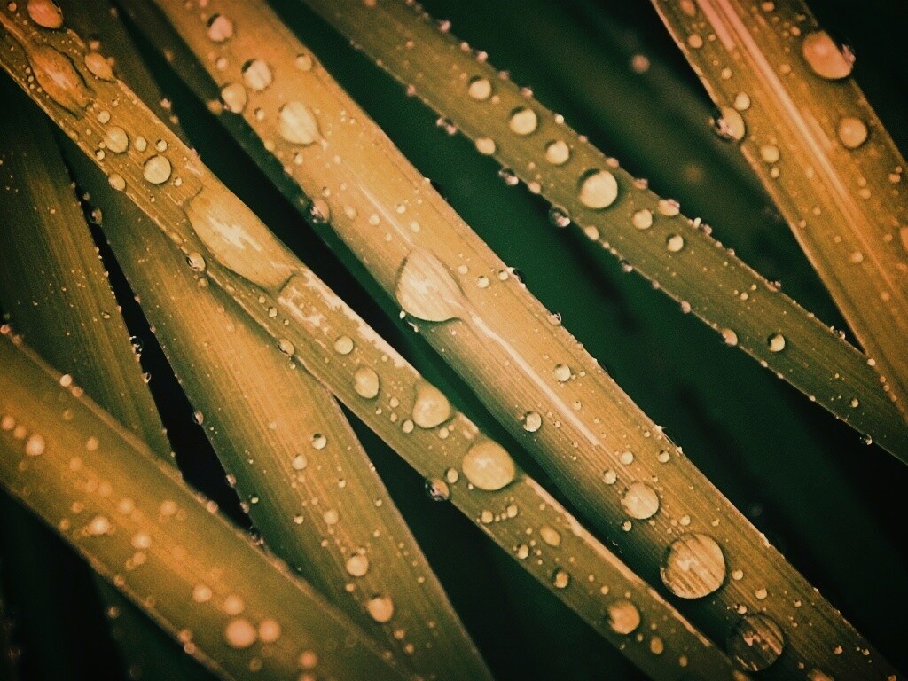 Капли на траве обои