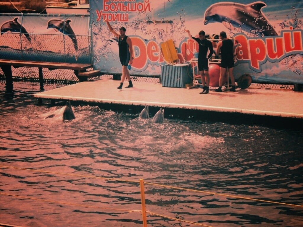 Утро в дельфинарии обои