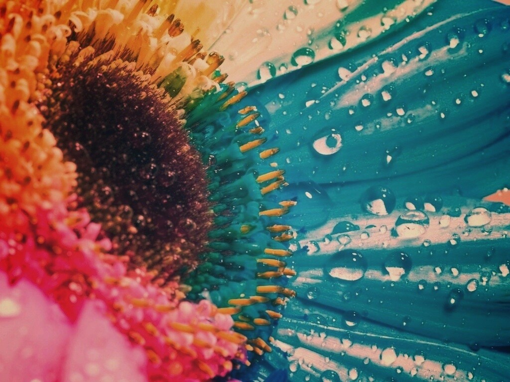 Цветик семицветик обои