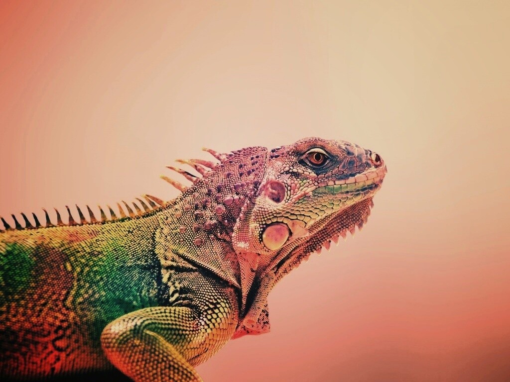 Игуана обои