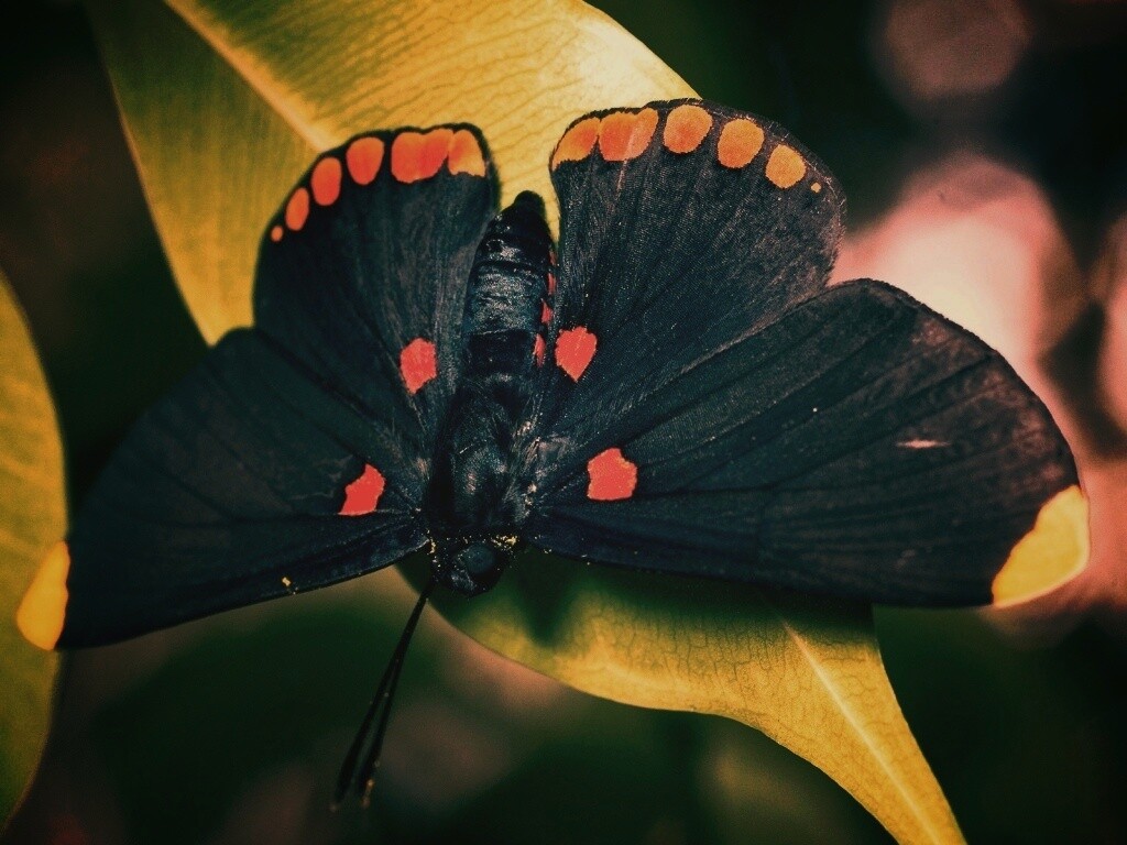 Бабочка на листе обои