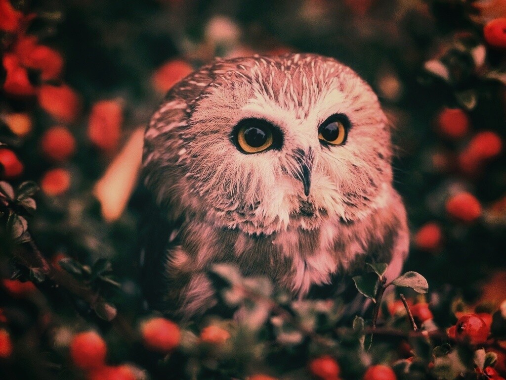 Маленькая сова в ягодах обои