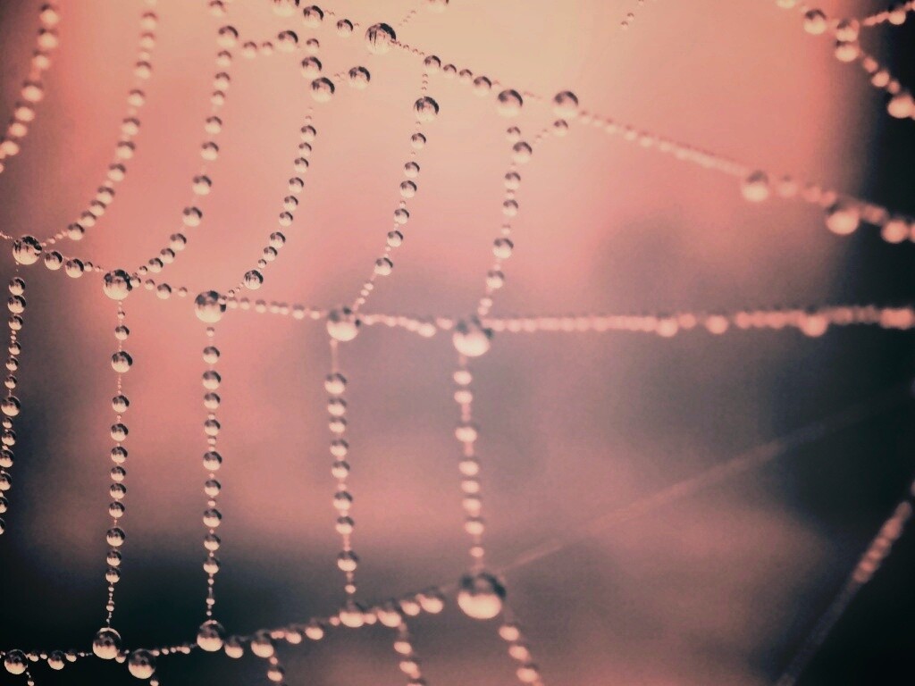 Капли росы на паутине обои