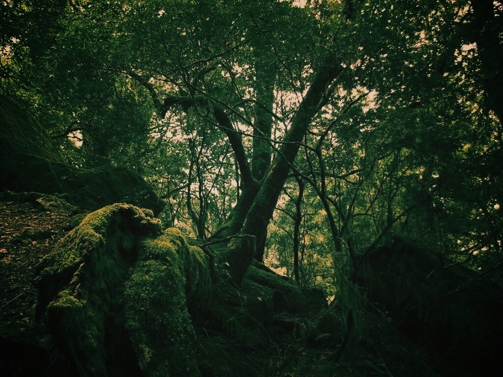 Чаща мшистого леса обои