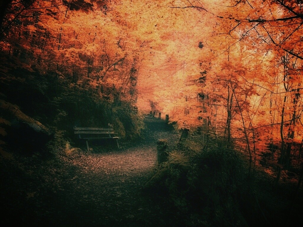 Скамейке в чаще парка обои