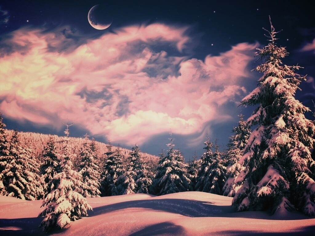 Зимний еловый лес обои