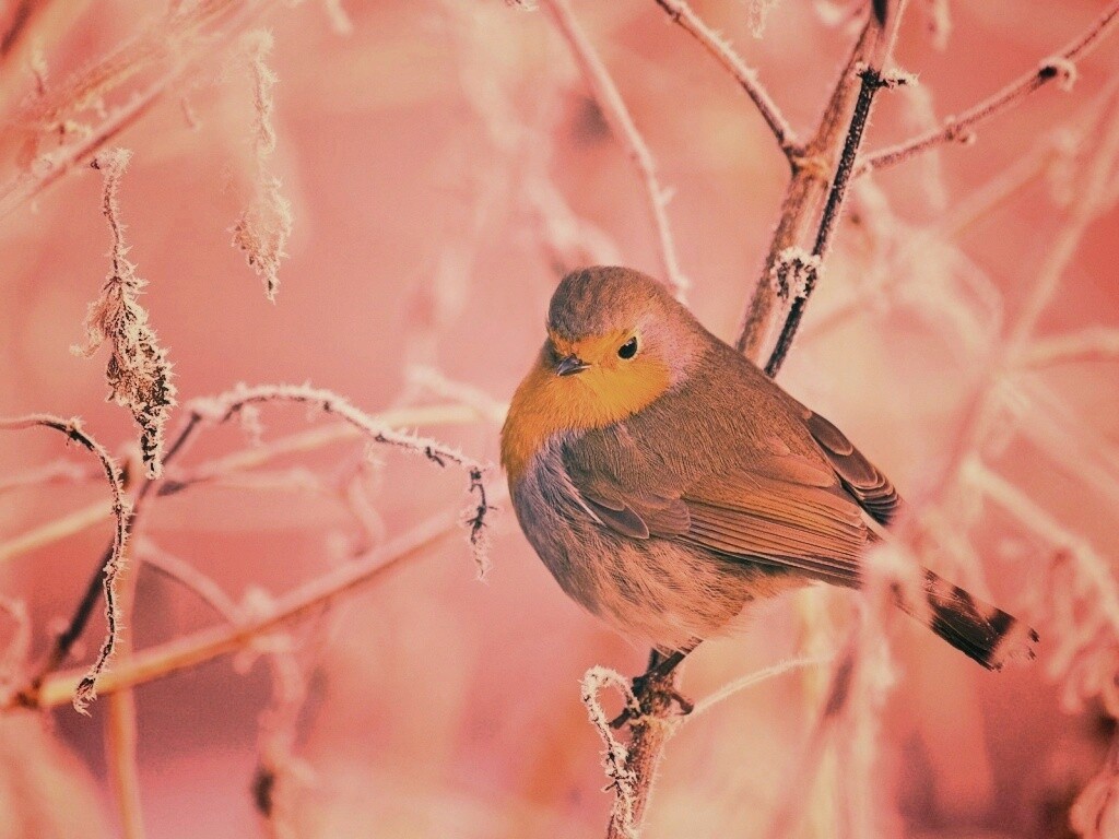 Птичка на ветке обои