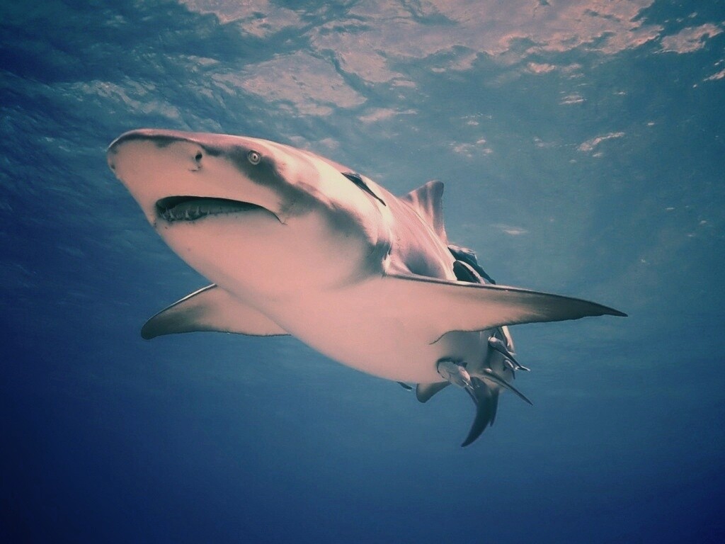 Красивая глубоководная акула обои