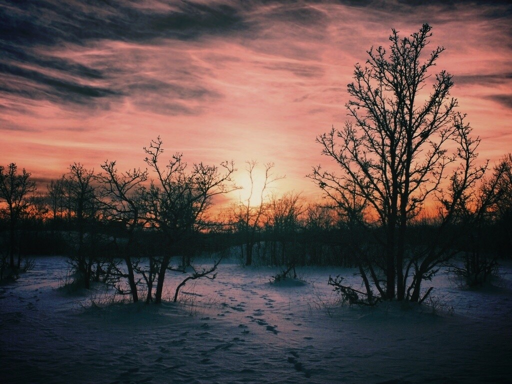 Закат в зимнем лесу обои