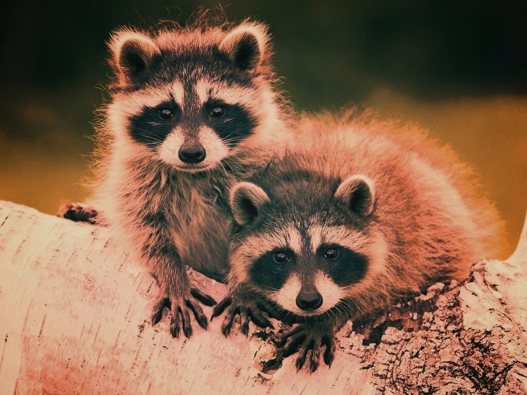 Полосатики обои