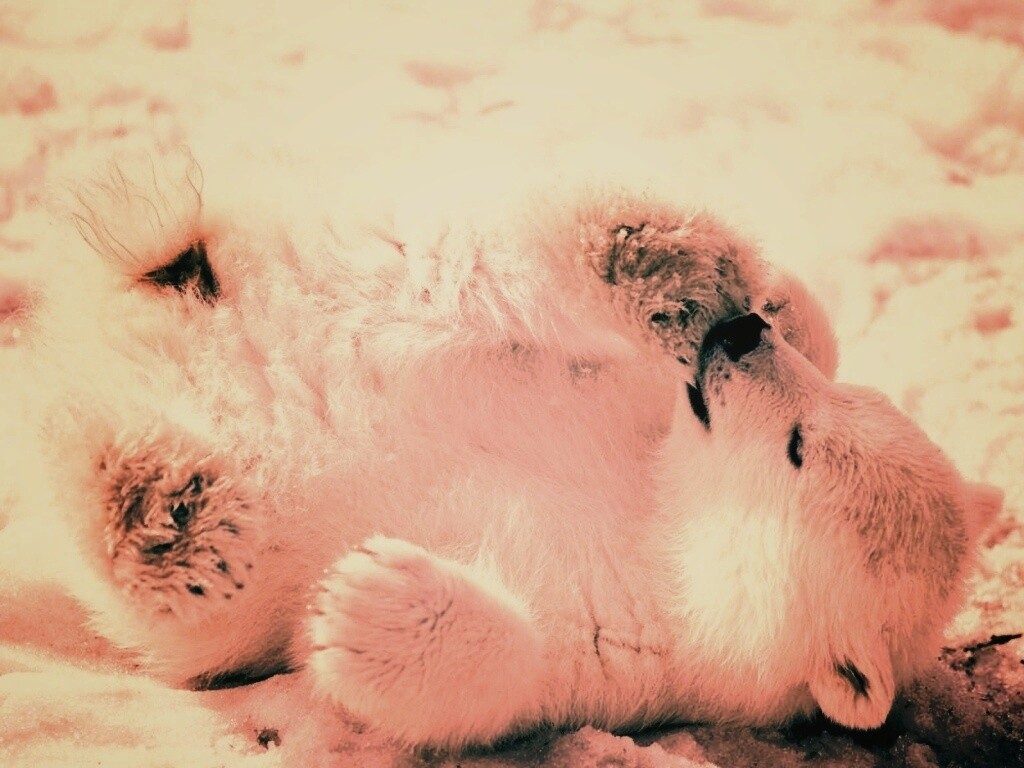 Мишка на севере обои