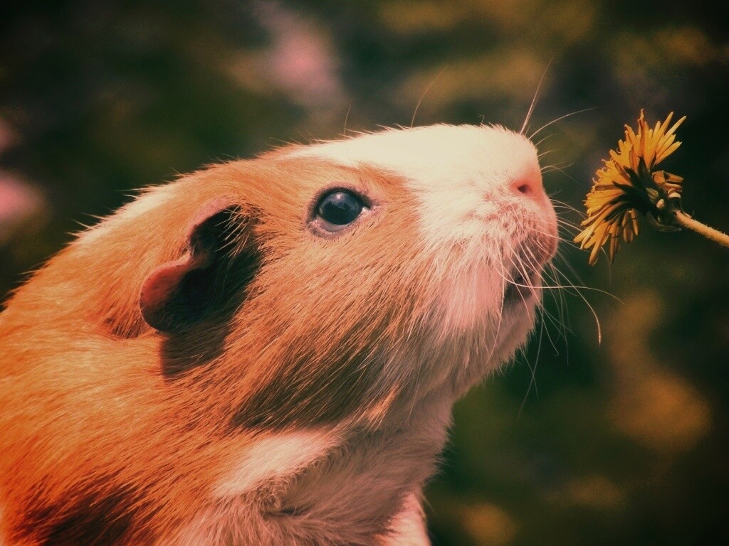 Морская свинка - романтик обои