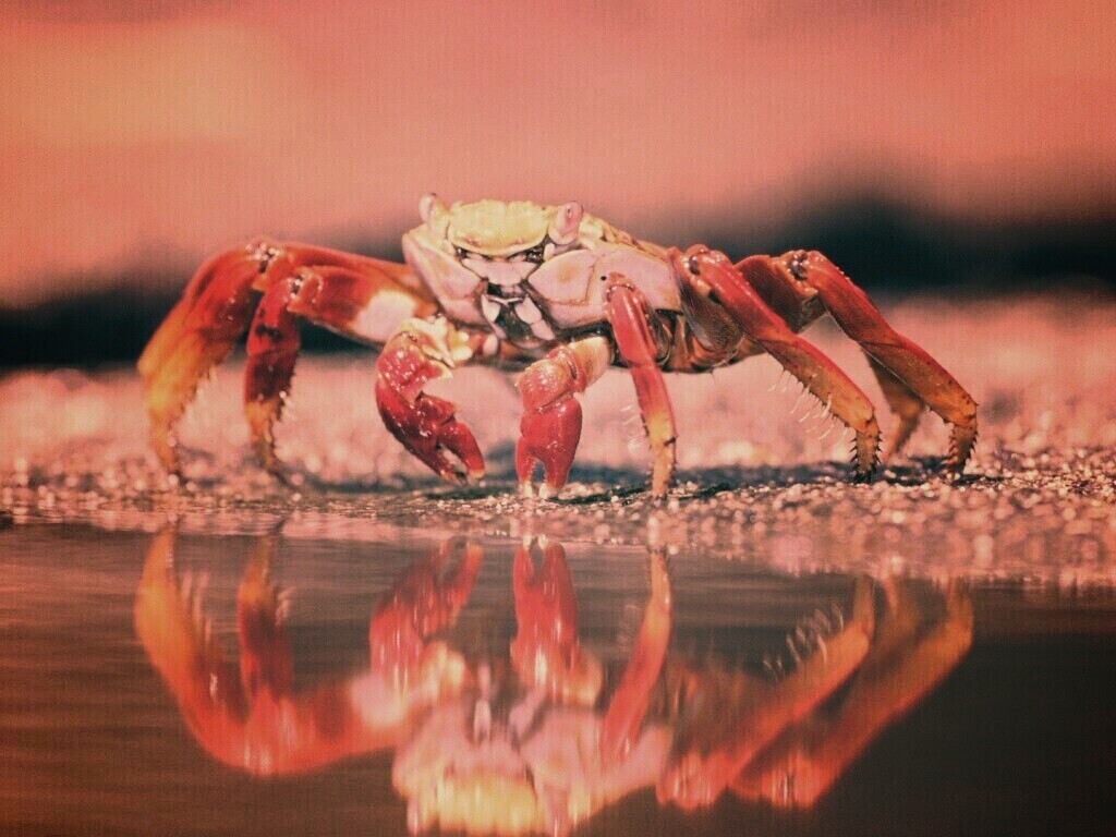 Краб обои