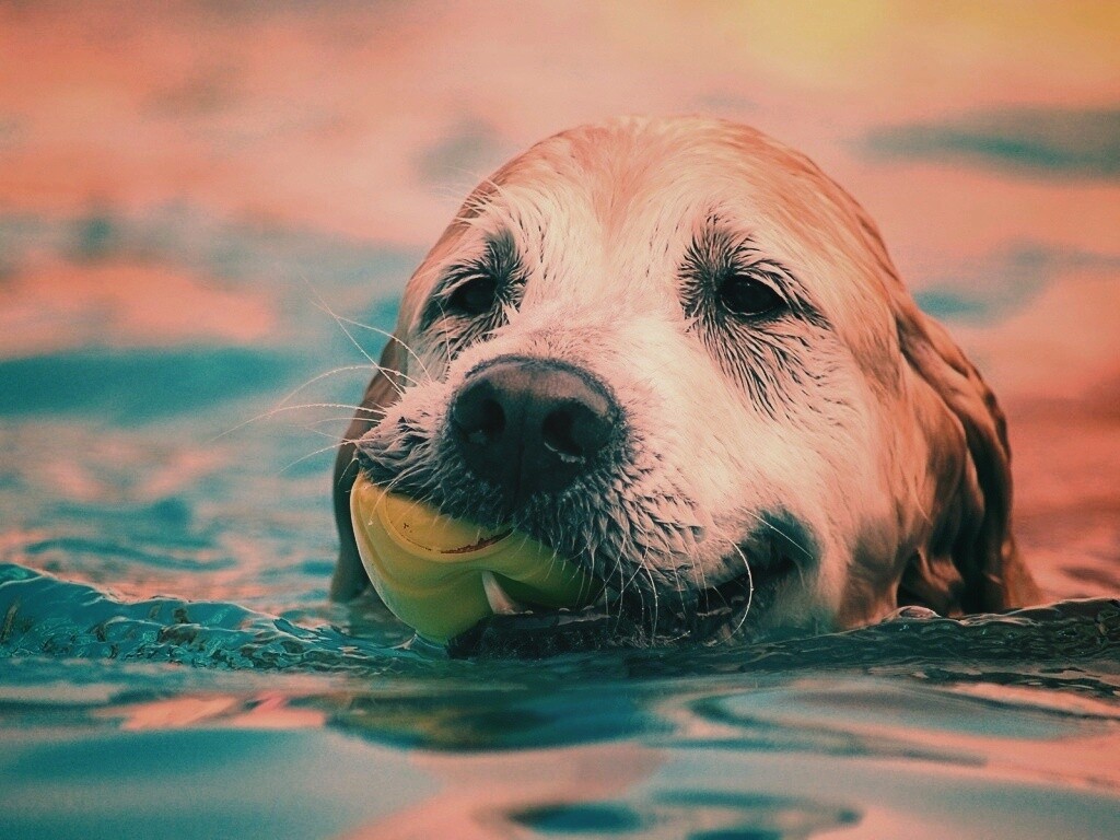 Пёс с игрушкой в зубах обои