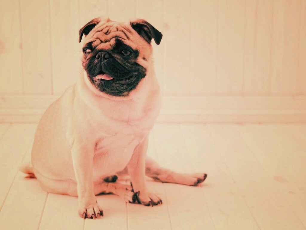 Симпатичный мопс на полу обои