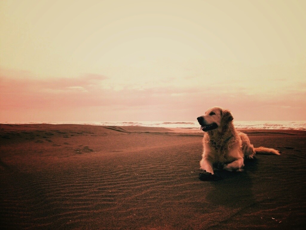 Красивая собака на оранжевом песке обои