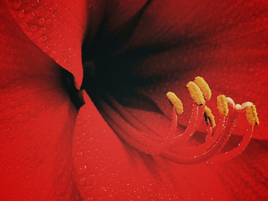 Красная манящая лилия обои