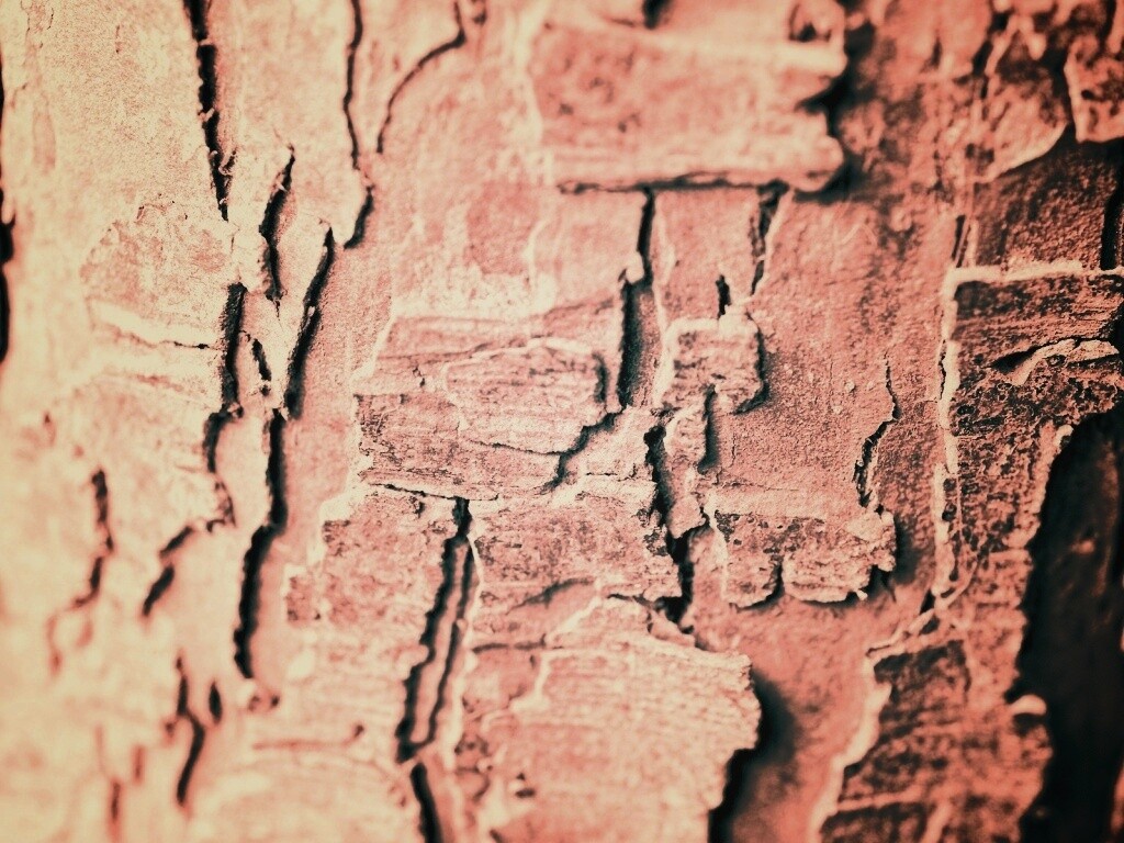 Белая кора обои