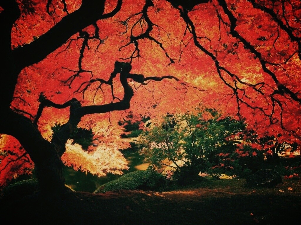 Под оранжевой кроной обои