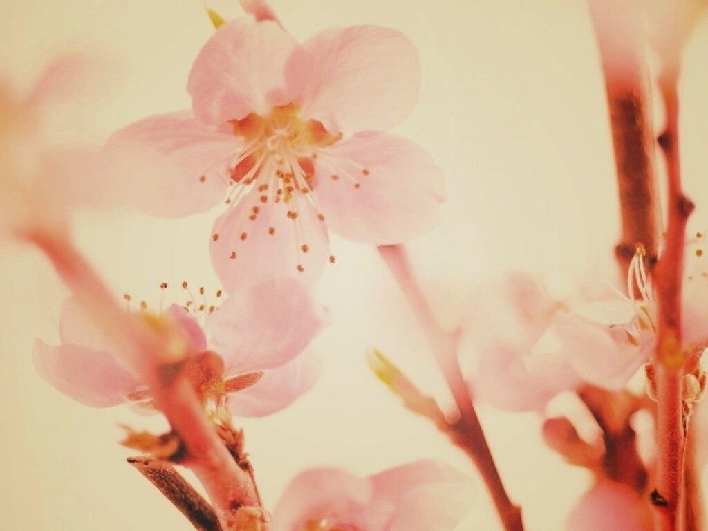 Нежные розовые цветы обои