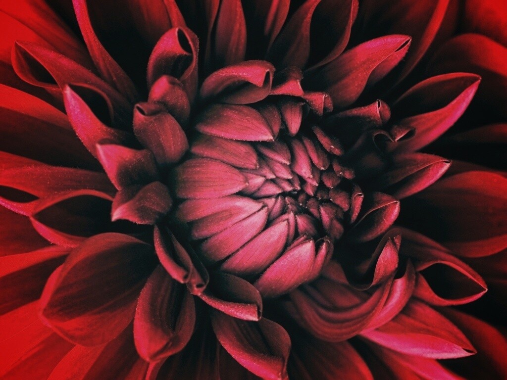 Цветок обои