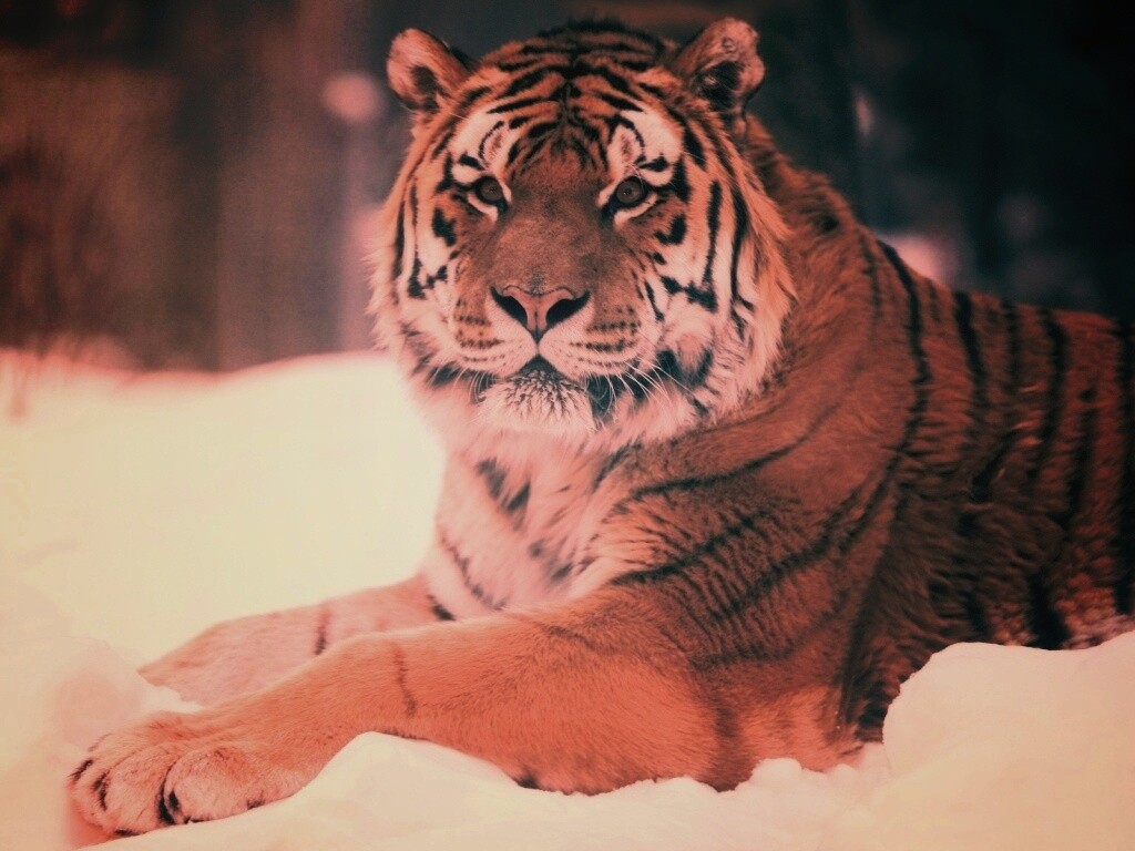 Тигр в снегу обои