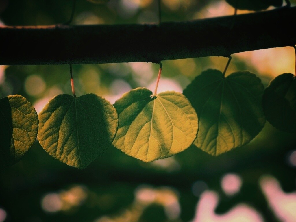 Ветка с зелеными листочками обои