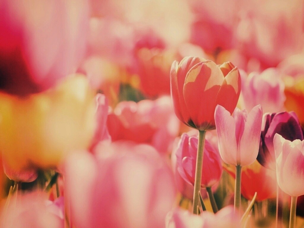 Красивые тюльпаны обои