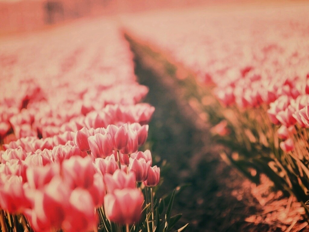 Тропинка в поле розовых тюльпанов обои