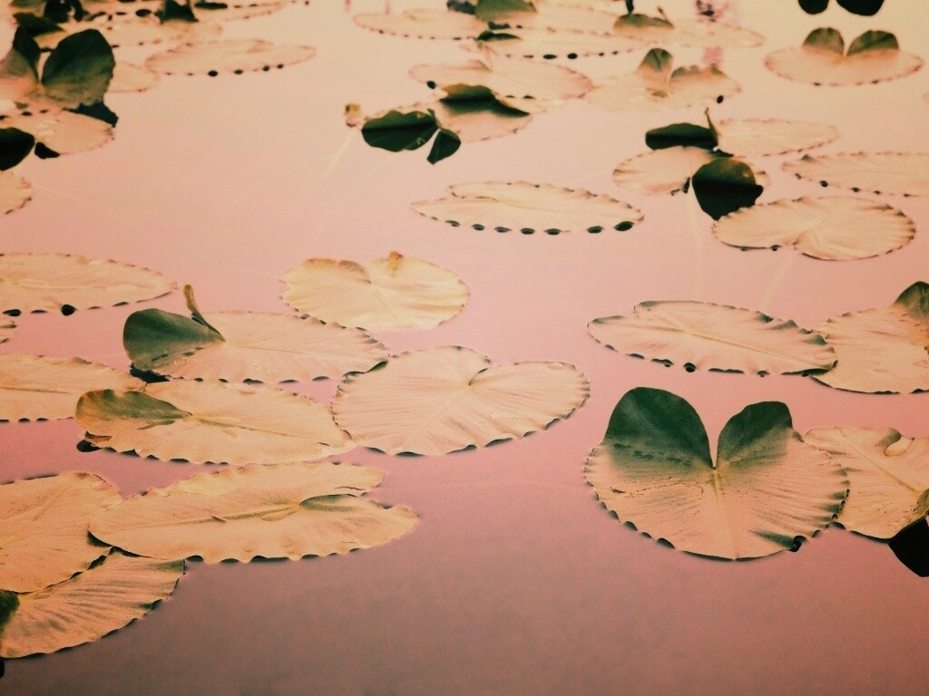 Плавающие листья обои