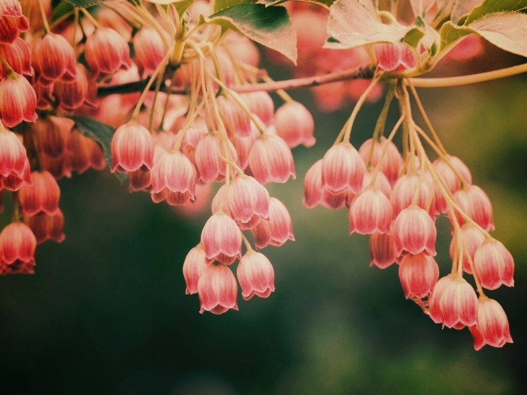 Красные колокольчики обои