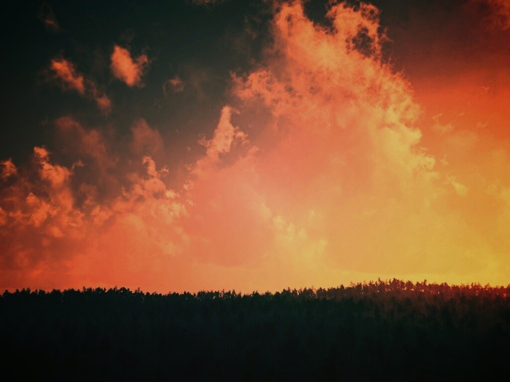 Закат над лесом обои