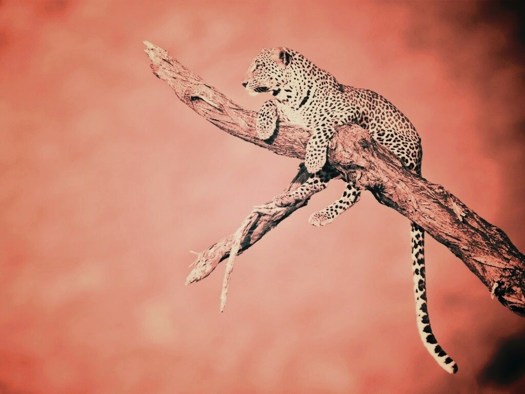 Ягуар на дереве обои