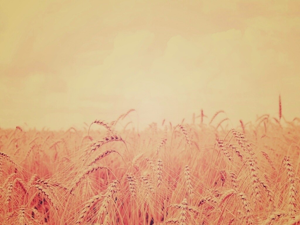 Поле колосьев обои