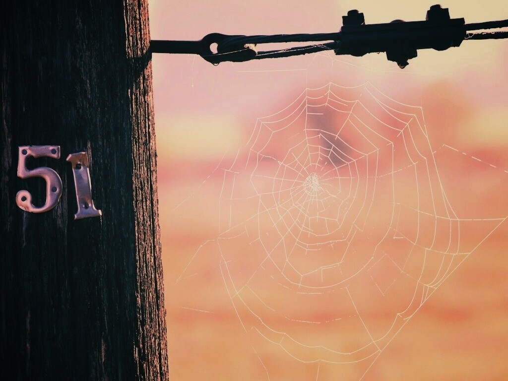 Паутина 51 обои