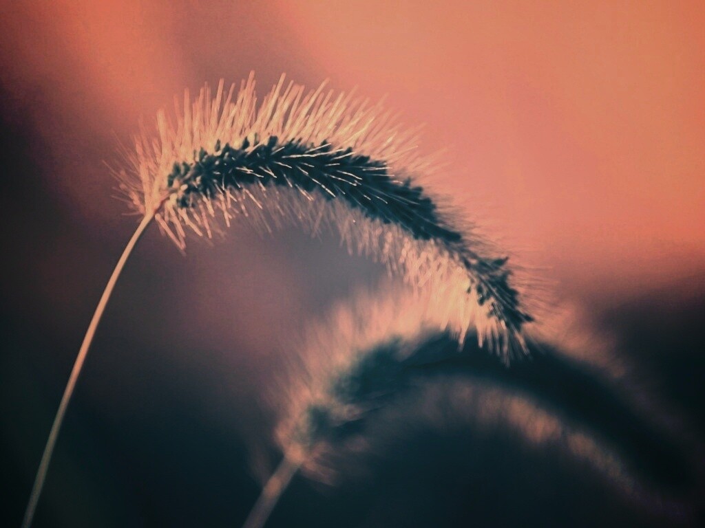 Травинка обои