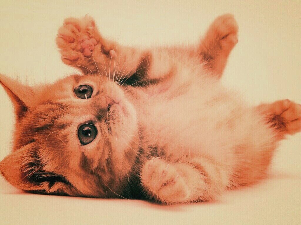 Котёнок обои