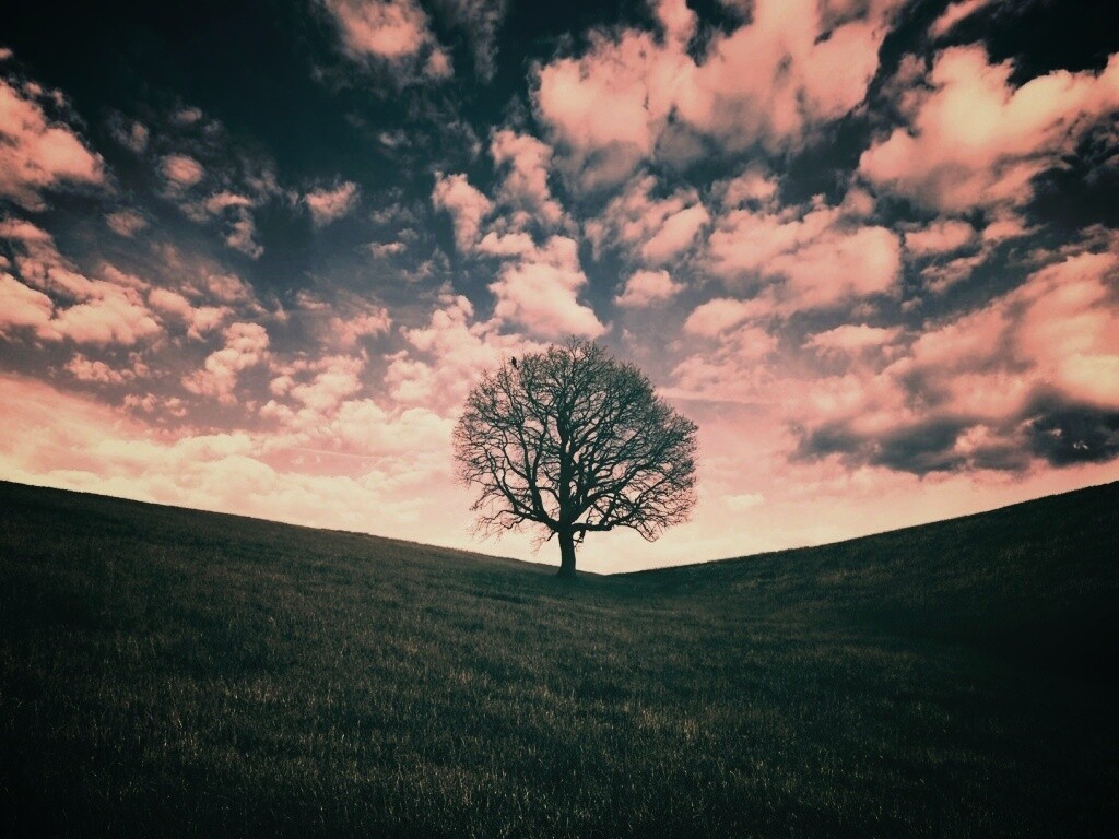 Холм одинокого дуба обои