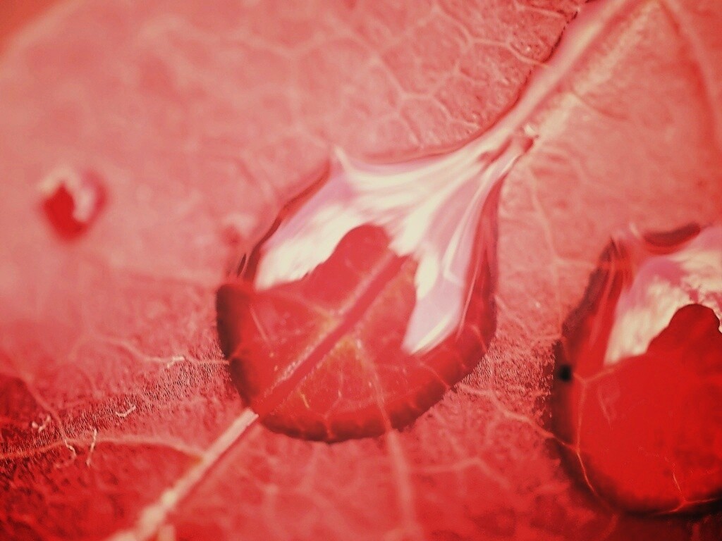 Две капли на красном листке обои