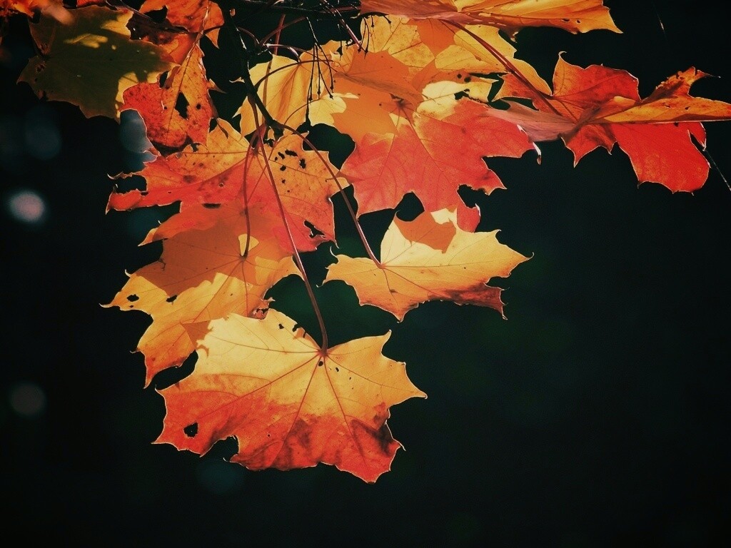 Колоритные осенние листья обои