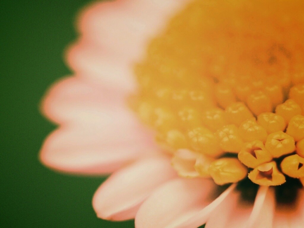 Хризантема обои